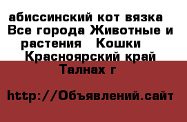 абиссинский кот вязка - Все города Животные и растения » Кошки   . Красноярский край,Талнах г.